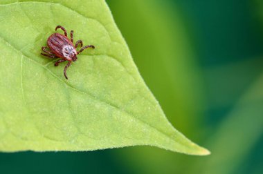Yeşil yaprak üzerinde oturan parazit akar. Kene ısırması tehlikesi. 