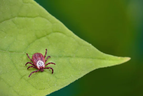 Danger of tick bite. Parasite mite sitting on a green leaf.