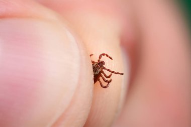 Danger of tick bite. Shows close-up mite in the hand clipart