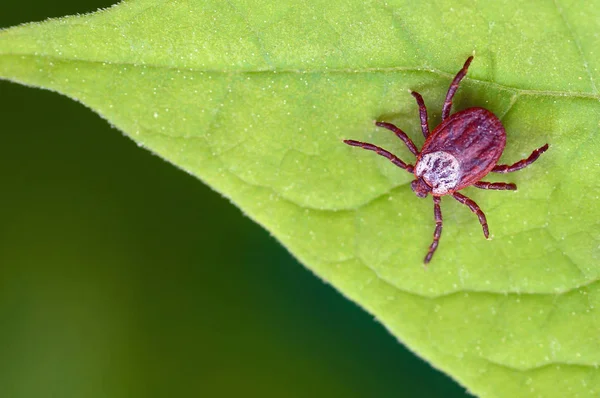 Parasitenmilbe Sitzt Auf Einem Grünen Blatt Gefahr Durch Zeckenbiss — Stockfoto