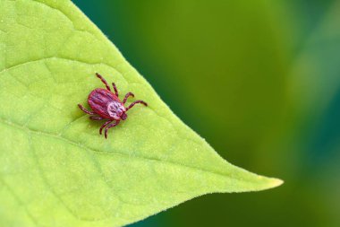 Yeşil yaprak üzerinde oturan parazit akar. Kene ısırması tehlikesi. 