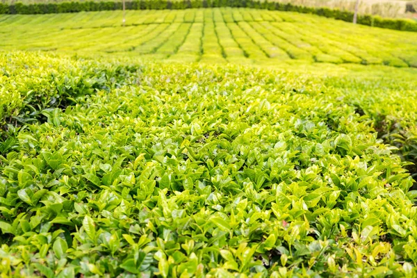 Güneşli bir günde tarlada yeşil çay tomurcukları ve yapraklar.