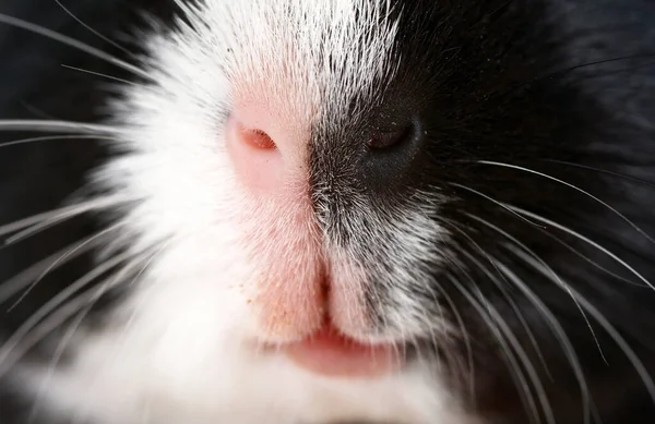 귀여운 돼지입구 사진을 클로즈업 — 스톡 사진