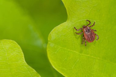 Yeşil yaprak üzerinde oturan parazit akar. Kene ısırması tehlikesi. 