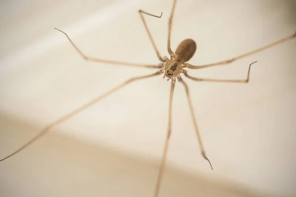 Marmorierte Kellerspinne Aus Nächster Nähe Holocnemus Pluchei — Stockfoto