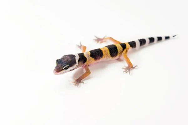 Eublepharis Macularius Bonito Leopardo Gecko Pequeno Lagarto Sobre Fundo Branco — Fotografia de Stock