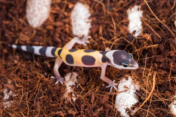 Klädd Från Liten Ödla Eublepharis Macularius Söt Leopard Gecko — Stockfoto