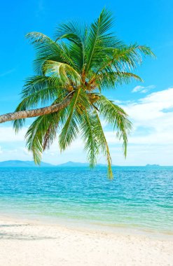 Güzel sahil. Etrafta palmiyeler olan güzel tropikal plaj manzarası. Tatil ve tatil konsepti. Tropik plaj.
