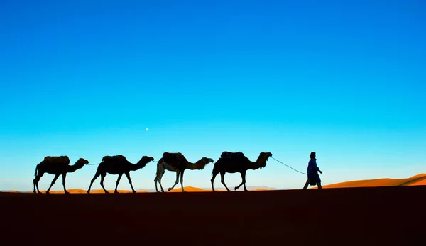 Kameel caravan gaan door de zandduinen in de Sahara woestijn. Marokko, Afrika — Stockfoto