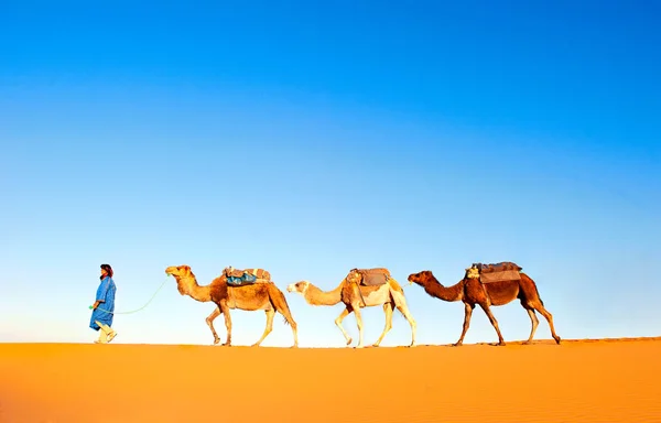 Caravana de camelo atravessando as dunas de areia no deserto do Saara. Marrocos, África — Fotografia de Stock