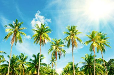 Güzel sahil. Etrafta palmiyeler olan güzel tropikal plaj manzarası. Tatil ve tatil konsepti. Tropik plaj.