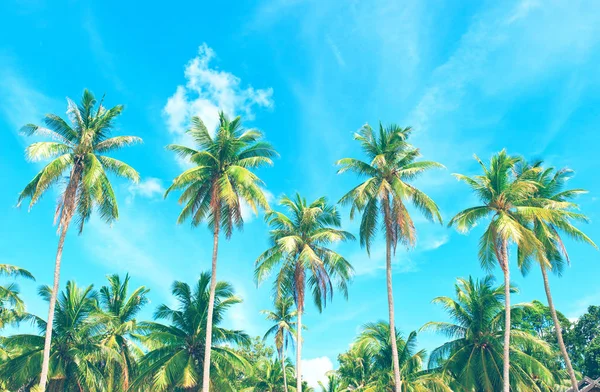 Bela praia. Vista da praia tropical agradável com palmas ao redor. Conceito de férias e férias. Praia tropical. — Fotografia de Stock