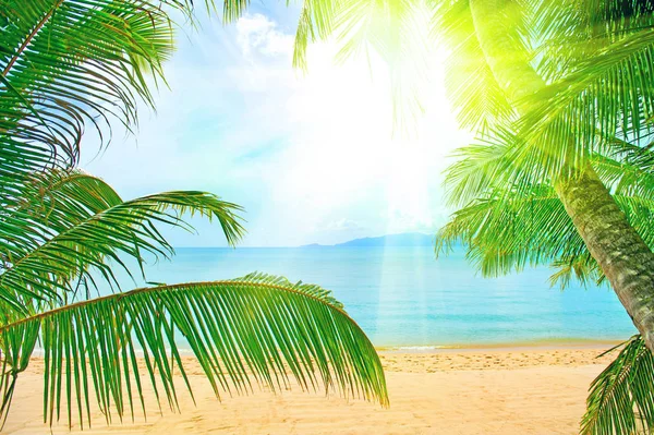 Hermosa playa con palmera sobre la arena —  Fotos de Stock