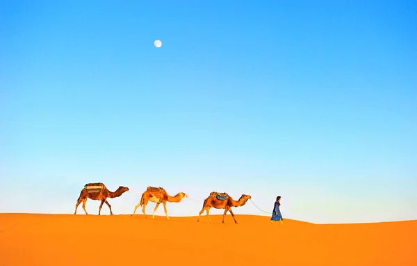 Kameel caravan gaan door de zandduinen in de Sahara woestijn. Marokko, Afrika — Stockfoto