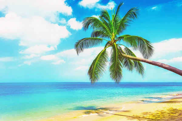 Vacker Strand Maldiverna Utsikt Över Fin Tropisk Strand Med Handflator — Stockfoto