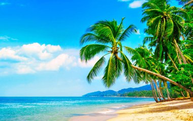 Güzel sahil. Etrafta palmiyeler olan güzel tropikal plaj manzarası. Tatil ve tatil konsepti. Tropik plaj.