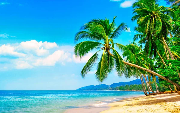 Prachtig Strand Uitzicht Mooi Tropisch Strand Met Palmen Rondom Vakantie — Stockfoto