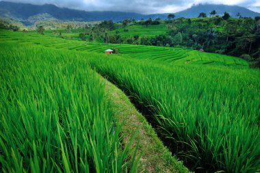 Teras pirinç tarlaları. Tegalalang pirinç tarlaları. Bali, Endonezya.
