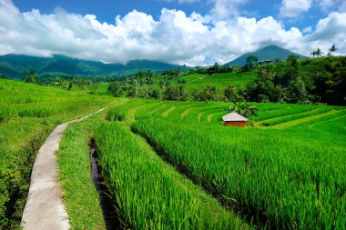 Yeşil renkli pirinç tarlaları, teraslar ve palmiye ağaçları. Bali, Endonezya