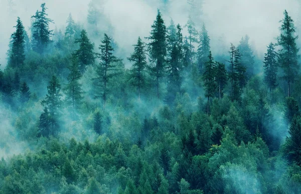 Mlhavá krajina s jedlovým lesem. Ranní mlha v horách. Krásná krajina s výhledem na hory a ranní mlha. — Stock fotografie