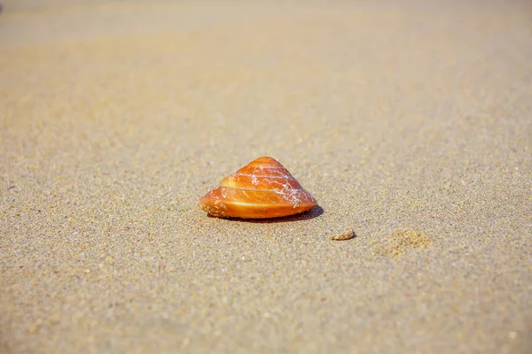 Seashell on the beach — Stock Photo, Image