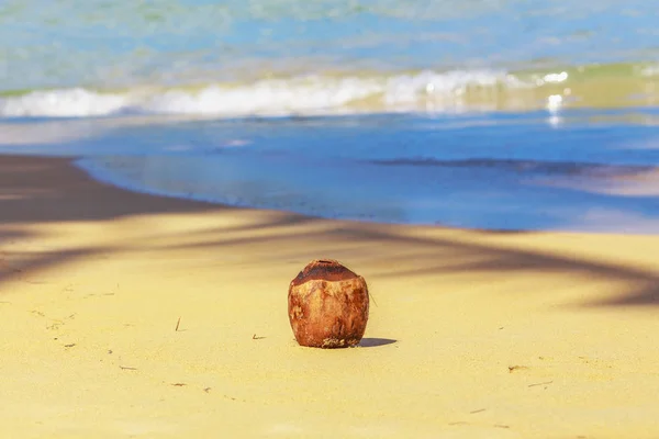 Coco en la playa — Foto de Stock