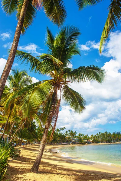 Spiaggia caraibica perfetta — Foto Stock