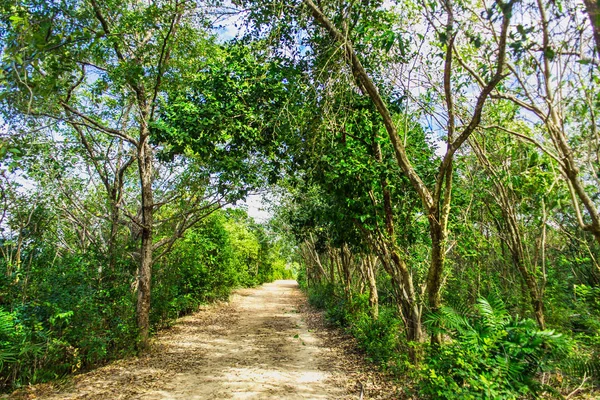 Грязная дорога среди зеленых деревьев — стоковое фото