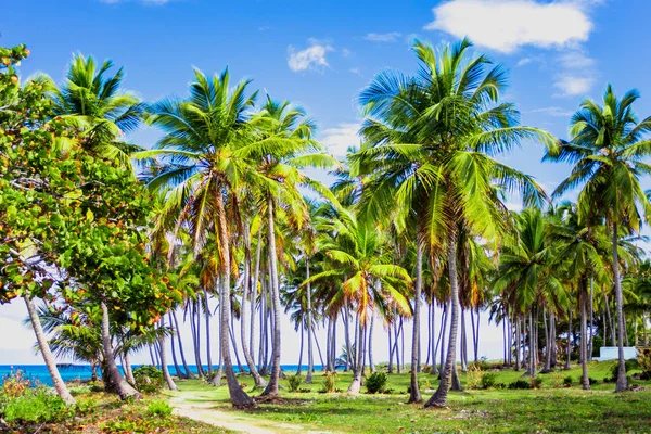 Path through a palm tree forest in Dominican Republic — Stock Photo, Image