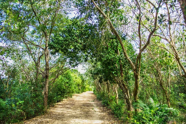 Chemin de terre parmi les arbres verts — Photo