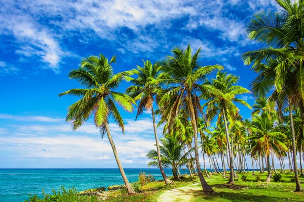 Путь через пальмовый лес в Доминиканской Республике — стоковое фото