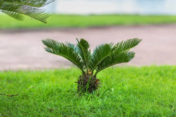 Echte Sago-Palme auf dem Rasen — Stockfoto