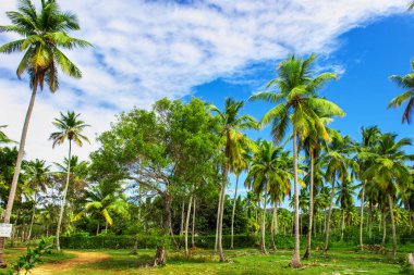 Palmiye ağaçları olan tropik bir bahçe