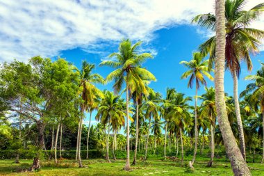 Palmiye ağaçları olan tropik bir bahçe