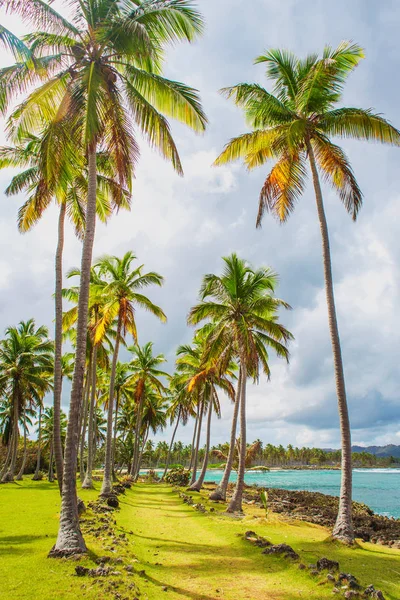 Path through a palm tree forest in Dominican Republic — Stock Photo, Image