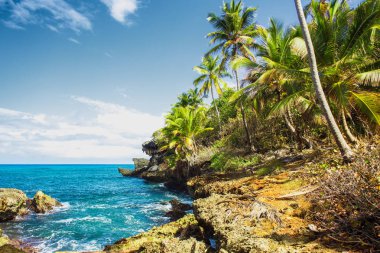 Vahşi tropikal kayalık sahil, defne, lagün.
