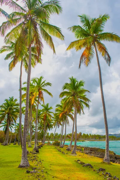 Путь через пальмовый лес в Доминиканской Республике — стоковое фото