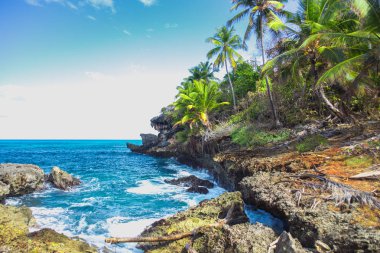 Vahşi tropikal kayalık sahil, defne, lagün.