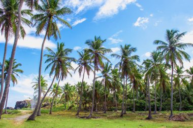 Palmiye ağaçları yeşil çim üzerinde