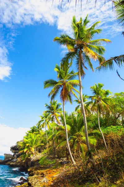 Высокие пальмы — стоковое фото