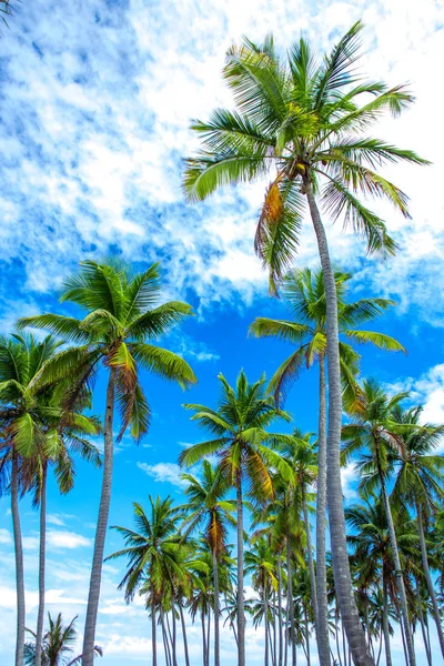 Palm trees and blue sky. Fascinating view. — Stock Photo, Image