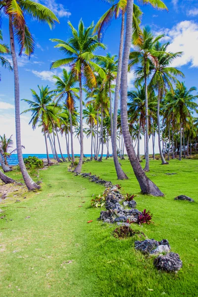 Пальмы у Карибского моря — стоковое фото