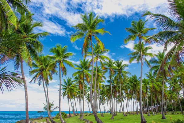 Palm trees near the caribbean sea — Stock Photo, Image