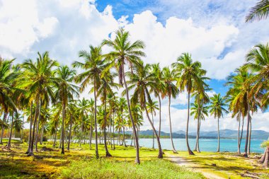 Karayip deniz kenarında palmiye ağaçları