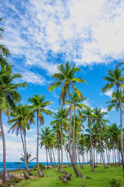 Palm trees near the caribbean sea — Stock Photo, Image