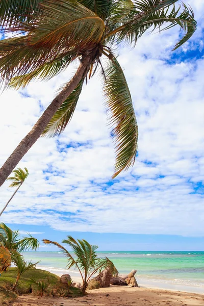 Tropical caribbean beach with palm tree above the sea — Stock Photo, Image