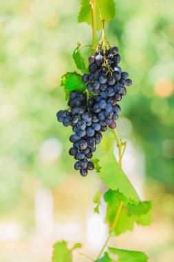 Bahçedeki olgun sulu üzüm üzüm