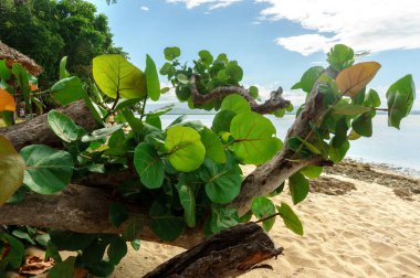 Caribbean Beach yeşil yaprakları ile yaprak döken ağaç