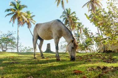 gri atı yeşil bir çayırda otlatma