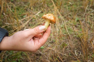Kız bir mantar Suillus ormanda buldum.